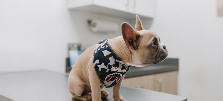 dog at a vet clinic