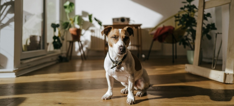 relaxing after moving with a dog to Philadelphia