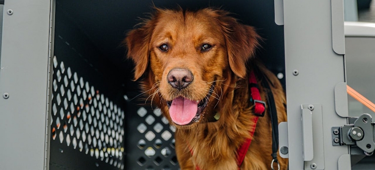 dog transport